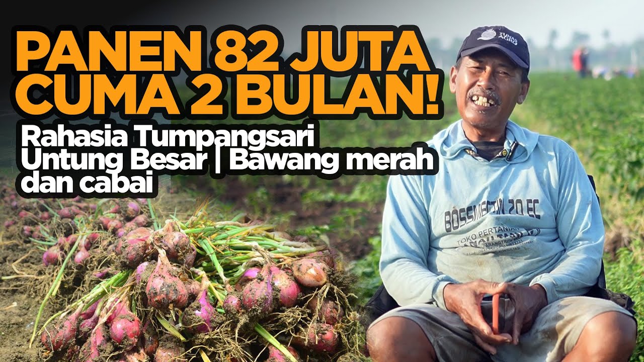 Modal 20 Juta Panen 82 Juta  Strategi Petani Bawang Merah & Cabai Tumpangsari