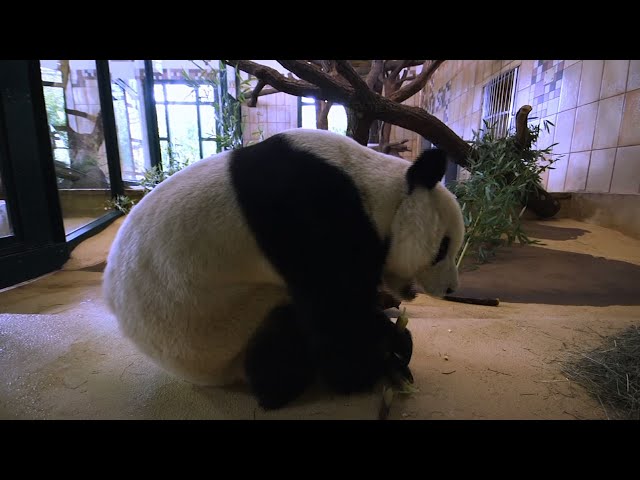 19-yr-old male giant panda arrives at Vienna zoo - YouTube