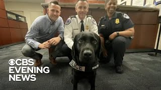 Support dog provides comfort to Capitol Police