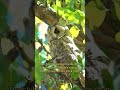 Why Owls Can't Move Their Eyes – The Amazing Head-Turning Secret! #shorts