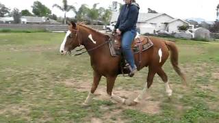 ChicoGaits.avi