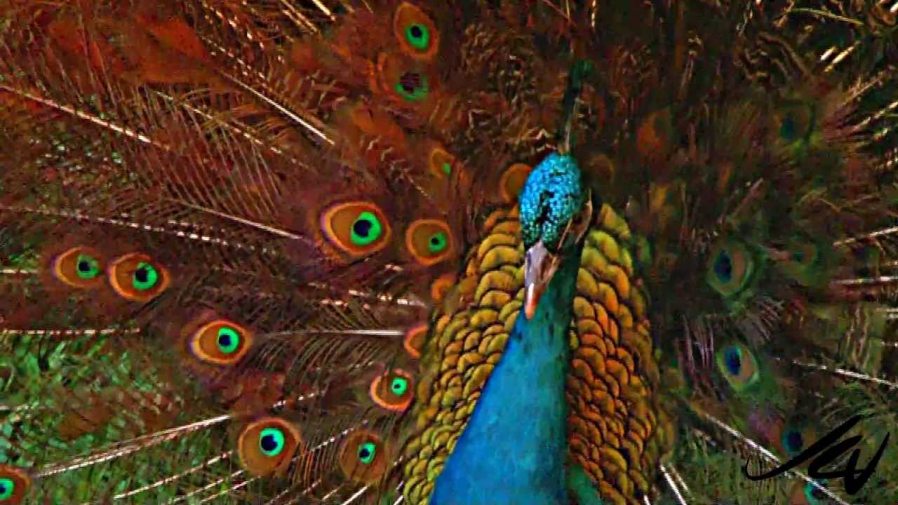 Peacock Indian Peafowl Male With Feathers Spread Youtube Hd Youtube 