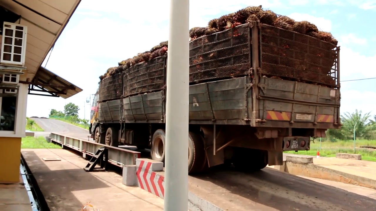 Peninsular Malaysia In Progress For Pt Dwie Warna Karya Genting Plantation Palangkaraya Indonesia 7 Consultancy Service