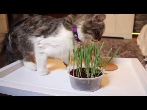 فيديو: ما النباتات التي تشكل خطورة على القطط