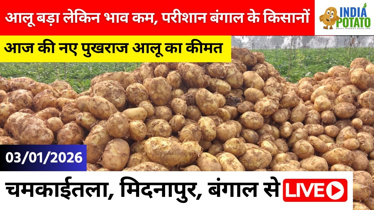 03/01/2026 : बंगाल की चमकाईतला का आज का आलू का भाव | New Potato Price in West Bengal - India Potato