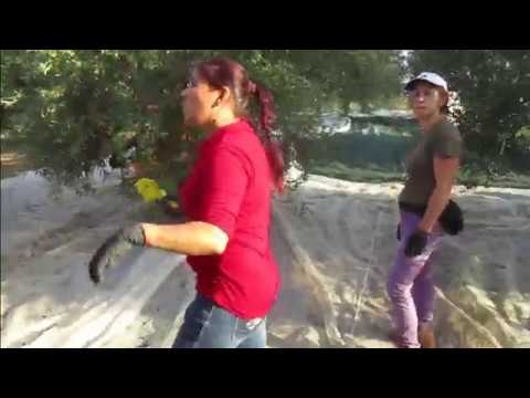 Video: Cum Se Cultivă Măsline