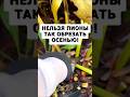 Нельзя пионы так обрезать осенью пока не узнаете это #огород #садоводство #дача #цветы #сад #пионы