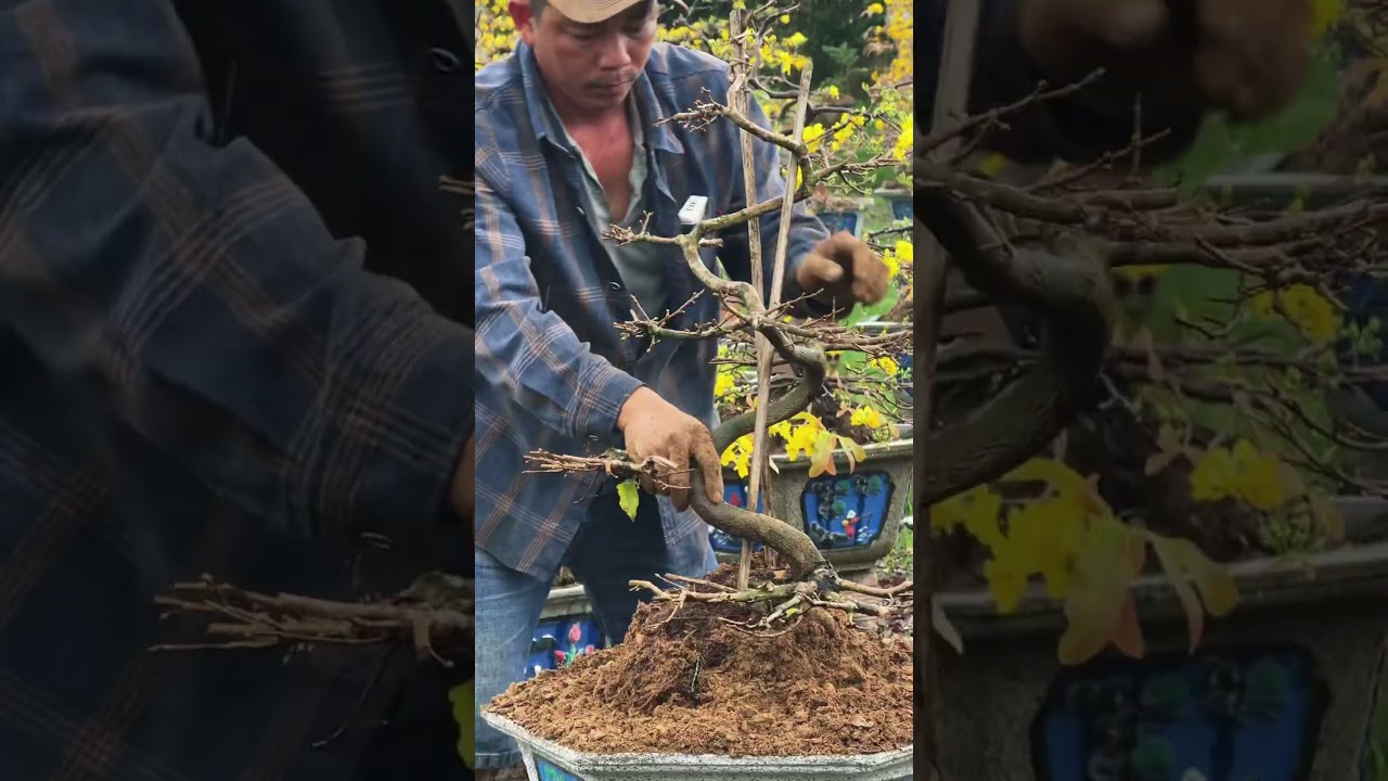 Thay chậu đầu năm cho mai dáng long Bình Định 