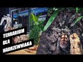 #21 Aranżacja terrarium dla ptasznika nadrzewnego | Psalmopoeus irminia