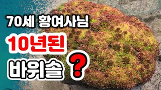 10년넘은 바위솔 보셨나요? 강원도 철원 70대 황여사 바위솔 정원을 소개합니다.