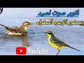 أقوى صوت لصيد عصفور الزعرة الصفراء 2024 أقوى صوت لصيد عصفور الزعرة الصفراء 2024