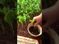 Grafting Tree For Gardening 2022 428
