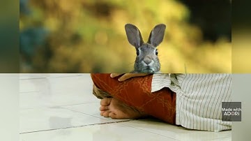 "The Tortoise and the Rabbit: A Lesson in Humility"