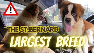 Day Out With LARGEST BREED ‼ | Saint Bernard Massive | St. Bernard Puppies