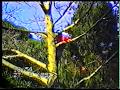 Climbing the walnut tree