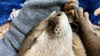 An otter whose voice leaks out when he's stroked while sleeping [Otter life Day 450]【Otter Aty】