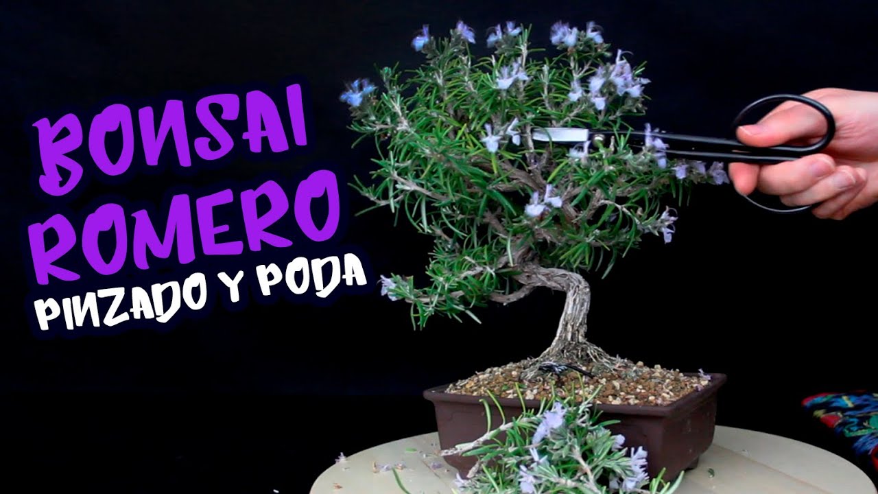 Pinzado y poda suave en BONSAI ROMERO