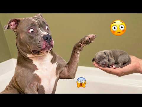 CRAZY DOGS 2026 That Will Make You Laugh NONSTOP  😂🐶 Best Funny Dog Moments! #18