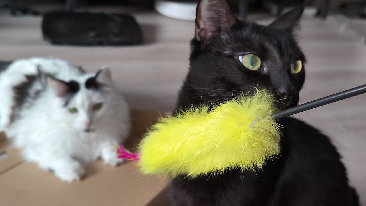 Кототерапия | Играю с котами