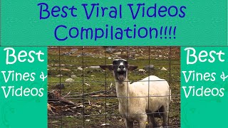 BEST VIRAL VIDEOS COMPILATION!!!!