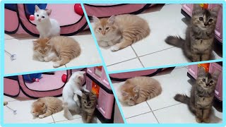 @cc.cutecats CUTE KITTENS : Playing Catch and Run  | Sleeping Kitten