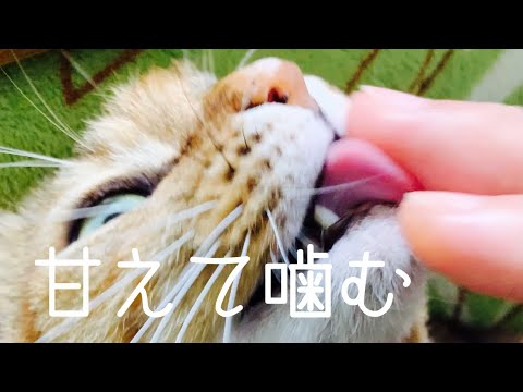 ゴロゴロ 噛む 猫