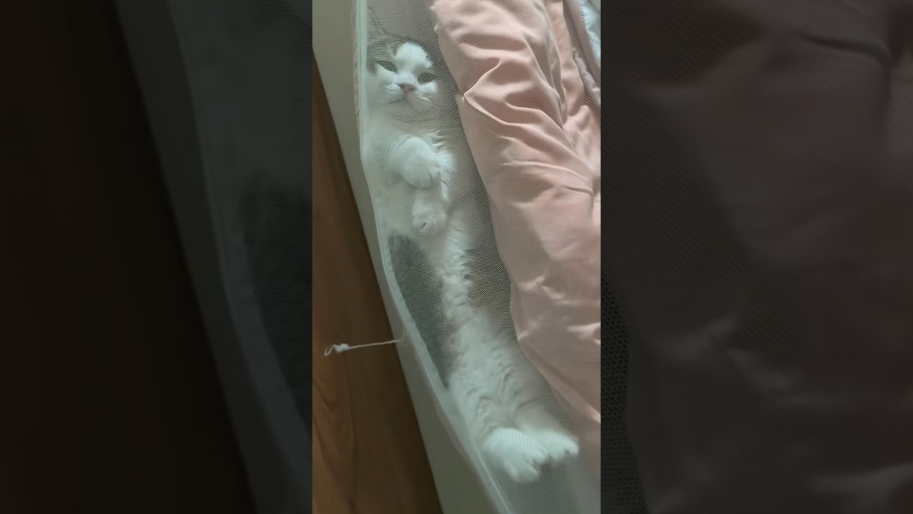 Cat Lies Belly Up Between Pink Comforter and Mosquito Net