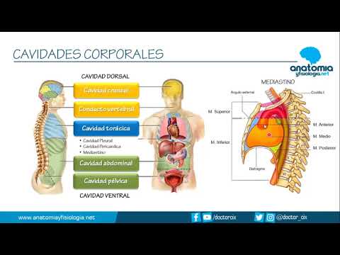 Vídeo: Huesos Abdominales Anatomía, Función Y Diagrama - Mapas Corporales