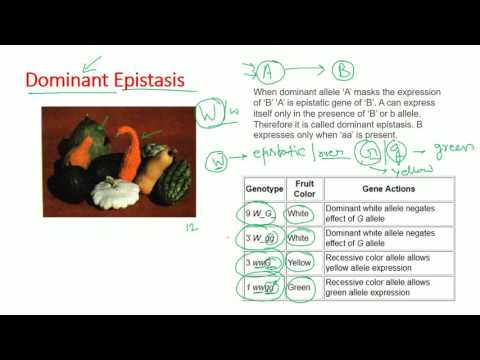 Epistasis types - dominant, recessive, double dominant, dominant recessive epistasis