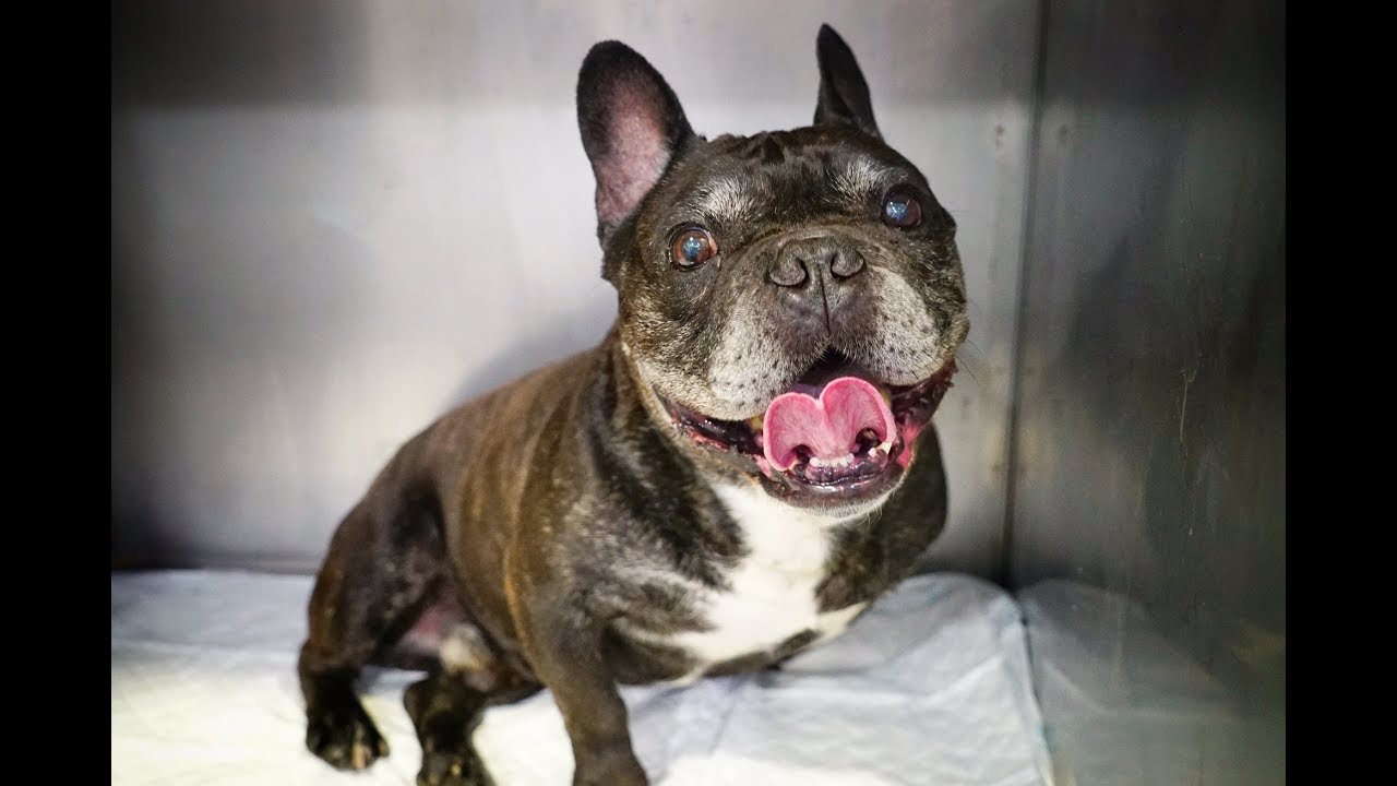 OLD FRENCH BULLDOG WITH A BROKEN BACK DUMPED AT MY ...