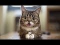 Remembering LIL BUB, an Internet Cat Sensation