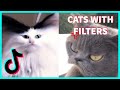 FUNNY CATS WITH TIKTOK AND SNAPCHAT FILTERS COMPILATION