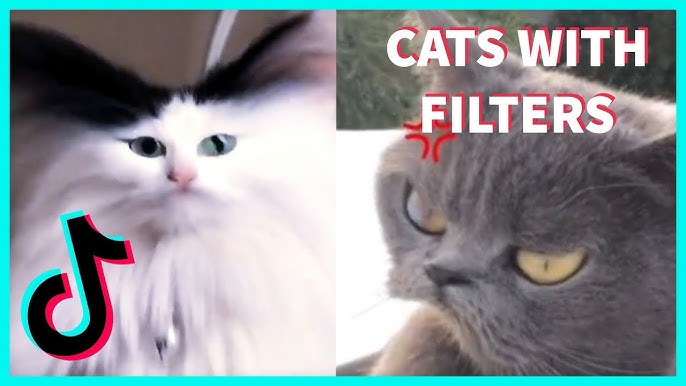 Cats reacting to a cat filter : r/funny