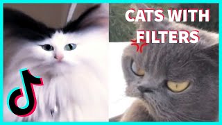 FUNNY CATS WITH TIKTOK AND SNAPCHAT FILTERS COMPILATION