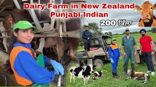 Dairy Farm in New Zealand Punjabi Indian ਡੇਅਰੀ ਫਾਰਮ ਨਿਊਜ਼ੀਲੈਂਡ  Cow  milk