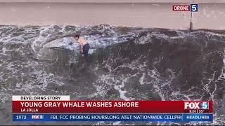 Drone video shows washed up whale in La Jolla