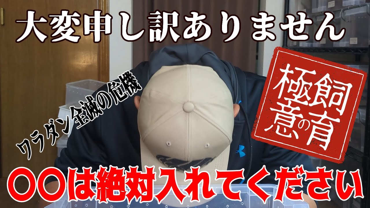 〇〇は絶対ケースに入れて！ワラダン飼育の意外な落とし穴を解説します