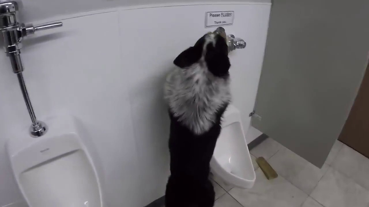 Девушка писает как собака. Собака писающая в писуар. Пес писает. Как собаки писают в писуар