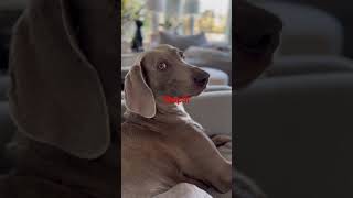 Don’t stop petting a Weimaraner  #weimaraner #dog