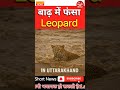 बाढ़ में बहा Leopard 😱 #shorts #viralnews #breakingnews @AwaazAfBharat