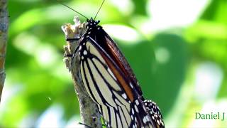 Two Headed Butterfly 4K Slideshow