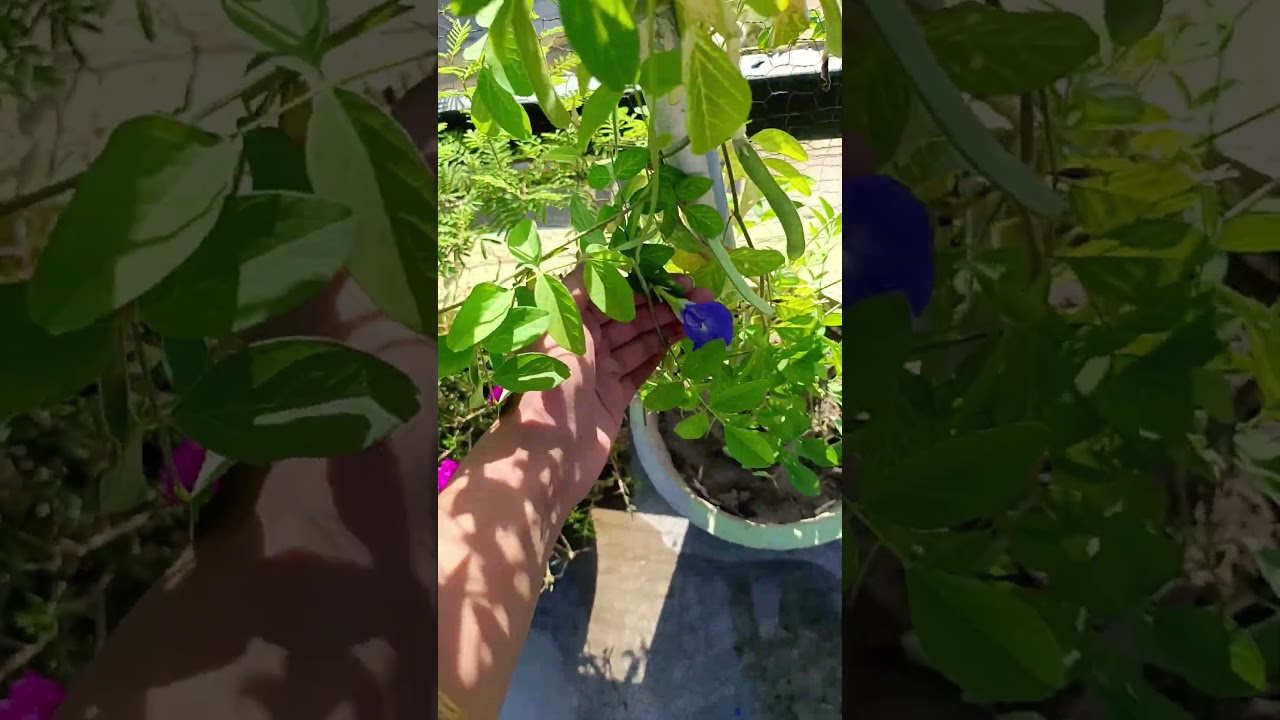 ❤️❤️❤️❤️ 