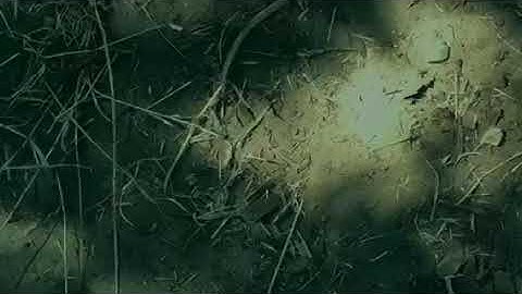 Make Noise Shared System