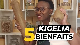 Kigelia africana 5 Bienfaits que tu devrais savoir