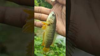 Really Amazing Best Hook Fishing Video 2026. in Village River #fish #fishing #reels #video #shorts