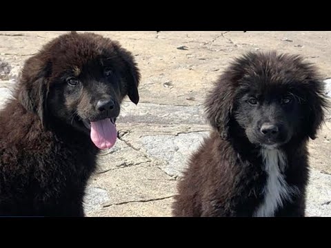 'Gilligan's Island' puppies were castaways, just like TV characters