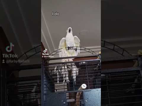 #furbythebirb #parrot #bird #birds #birb #cockatoo #talkingbird #pets #cockatoolove #cockatoobird