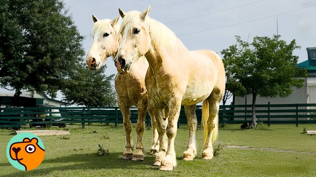 Sad Horses Walk Off Of Trailer And Become Best Friends | 5 Best Stories