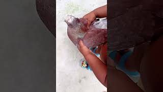 কত বড় কবুতর #shortvidio #agriculture #nature #shortclip # youtube vidio....