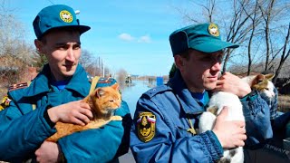 Десятки животных погибли в паводках в Оренбурге. Спасатели и волонтеры эвакуируют животных